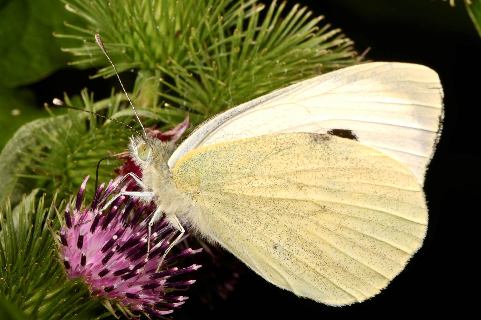 A white moth on a flower

Description automatically generated with low confidence
