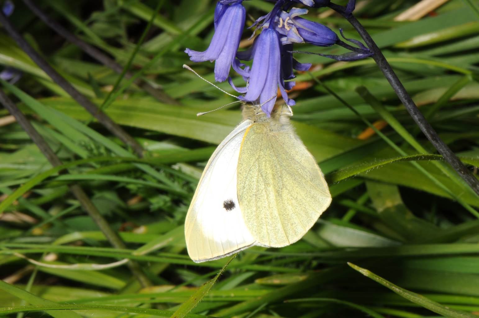 A white butterfly on a flower

Description automatically generated with medium confidence