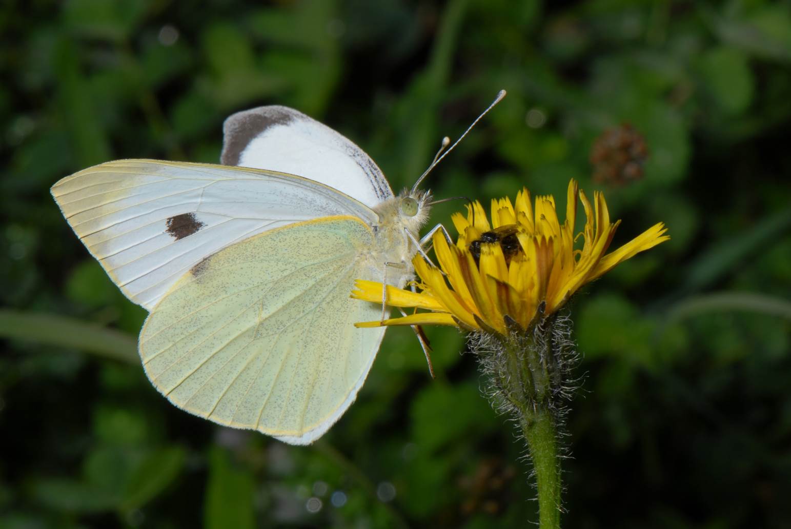 A white butterfly on a yellow flower

Description automatically generated