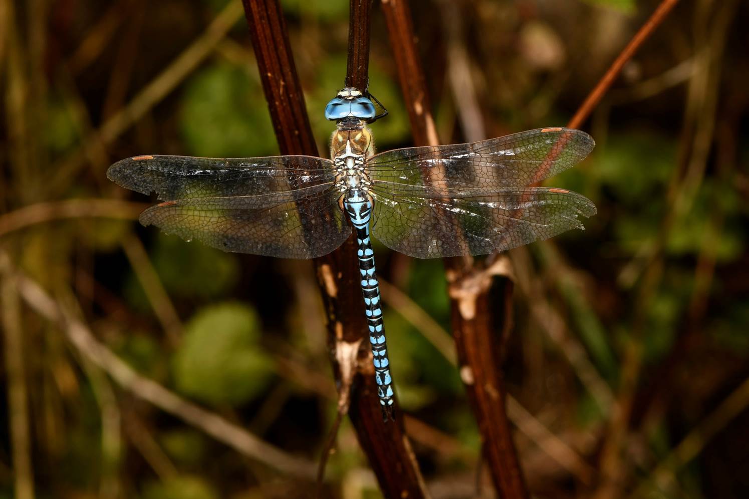 A dragonfly on a branch

Description automatically generated