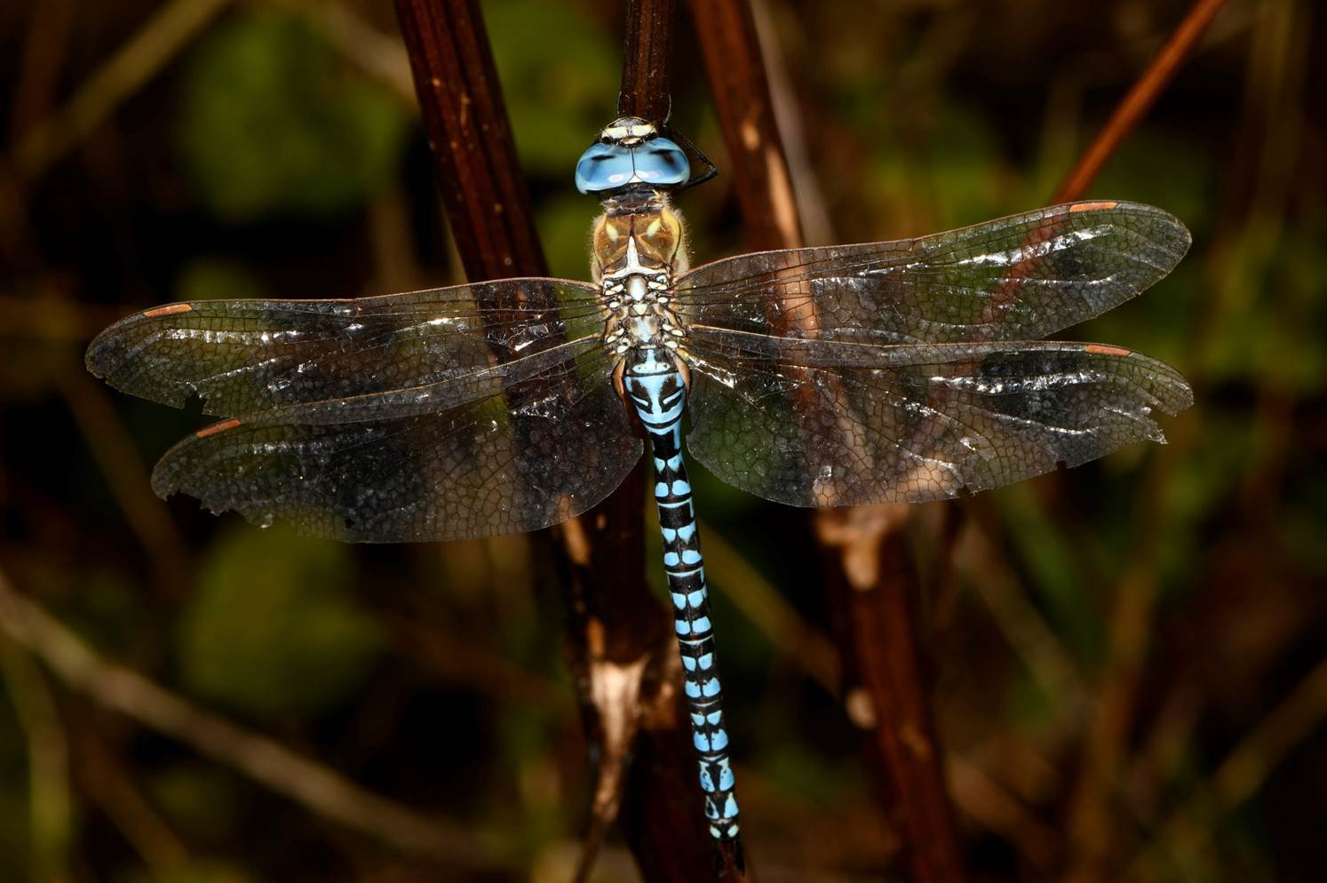 A close-up of a dragonfly

Description automatically generated