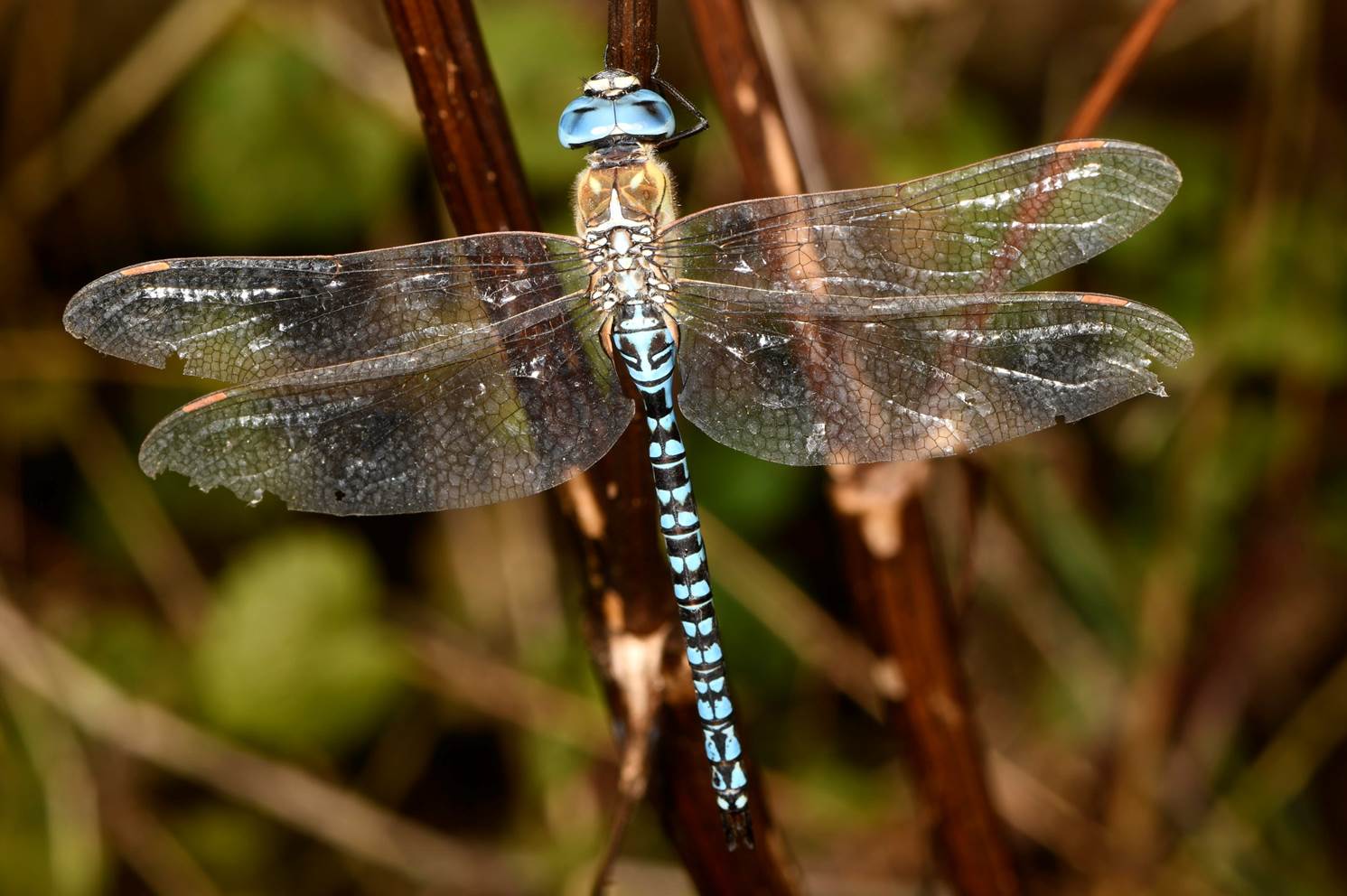 A dragonfly with transparent wings

Description automatically generated
