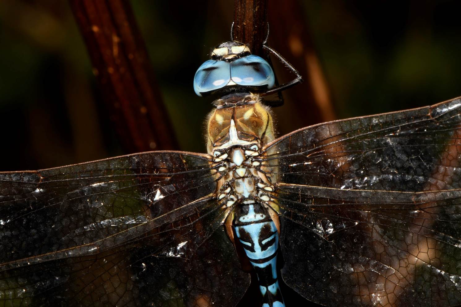 A close up of a dragonfly

Description automatically generated