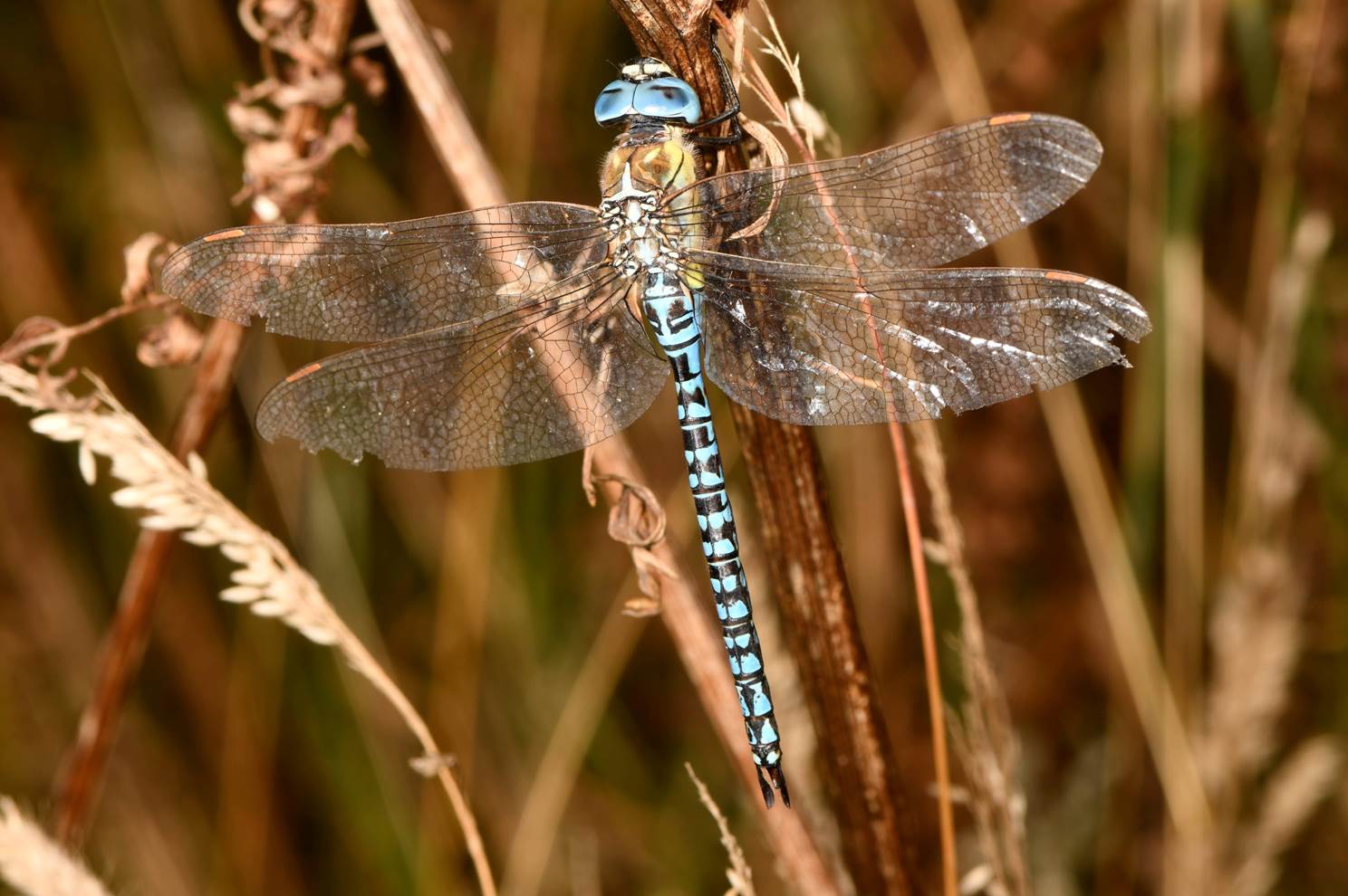 A dragonfly on a plant

Description automatically generated