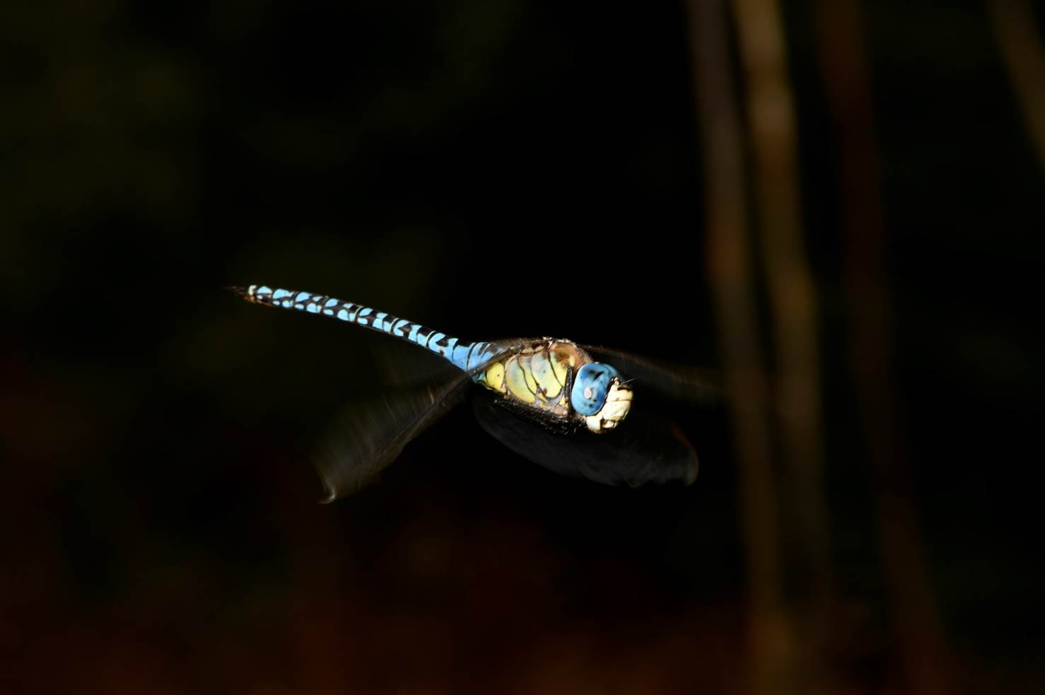 A dragonfly flying in the dark

Description automatically generated