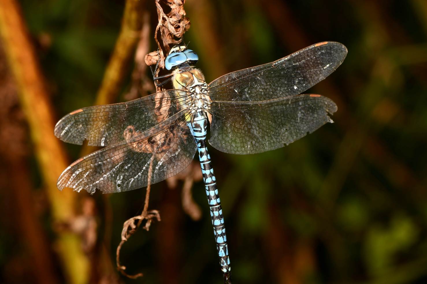 A dragonfly with transparent wings

Description automatically generated