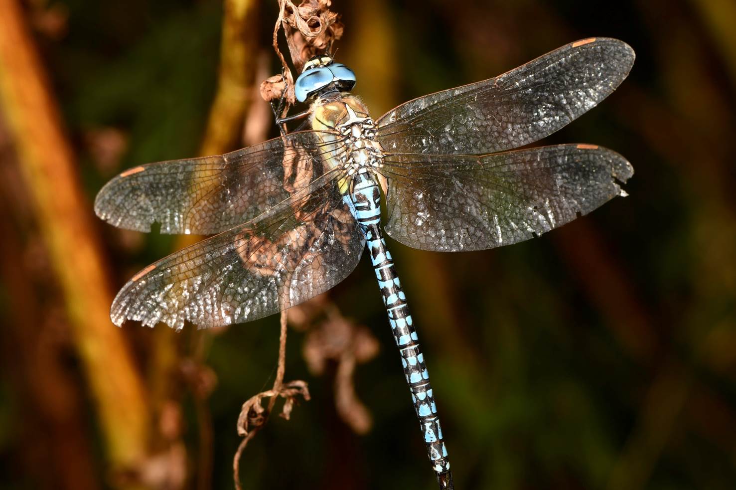 A dragonfly with wings

Description automatically generated