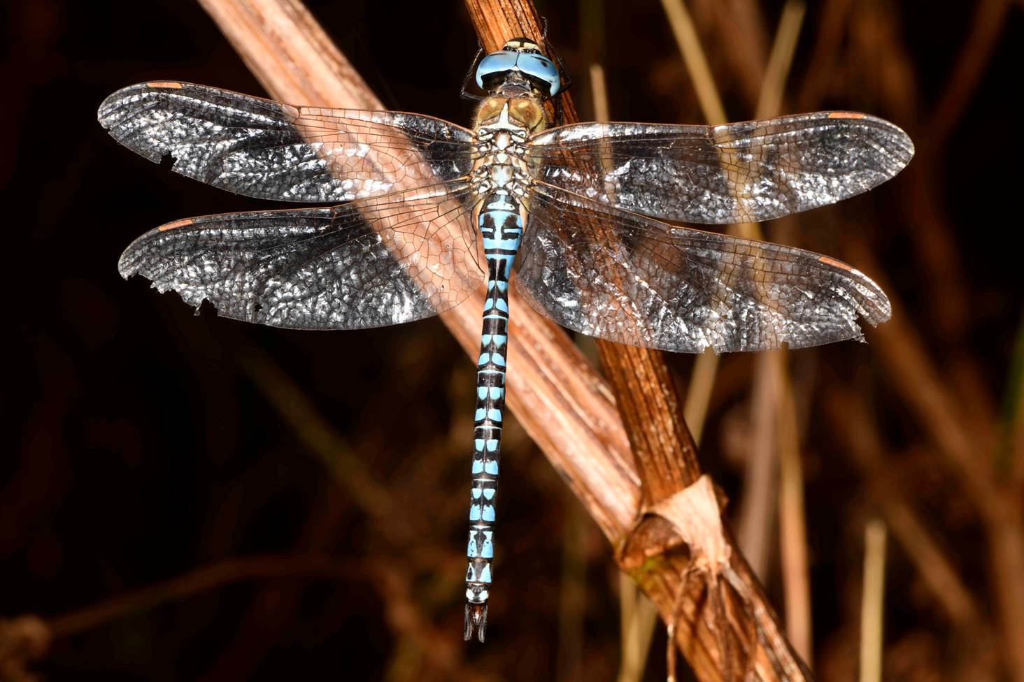 A dragonfly with wings on a branch

Description automatically generated