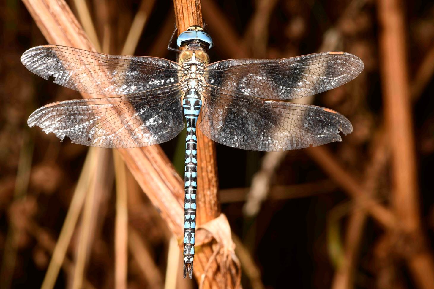 A dragonfly with wings on a stick

Description automatically generated