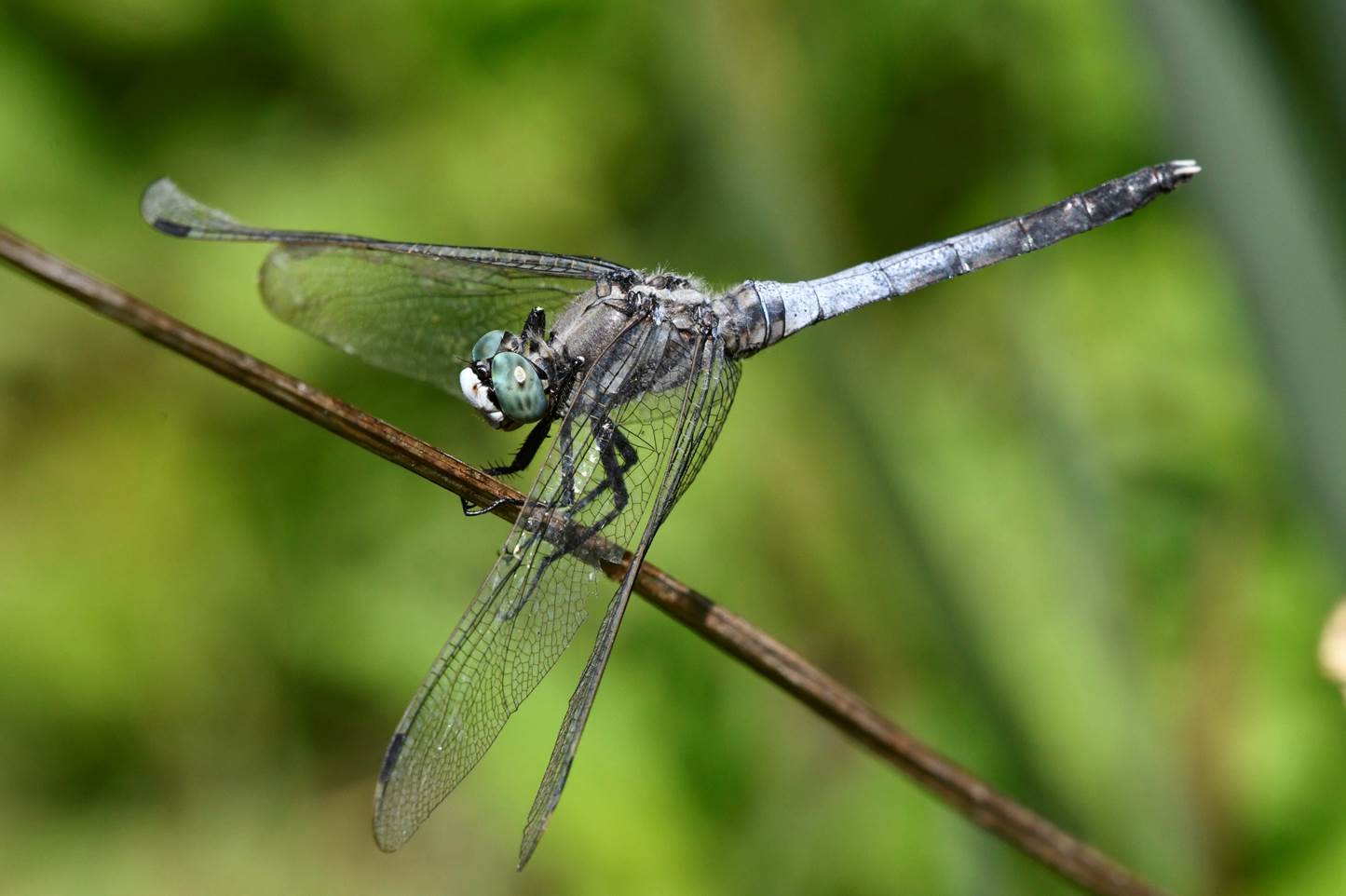 A dragonfly on a branch

Description automatically generated