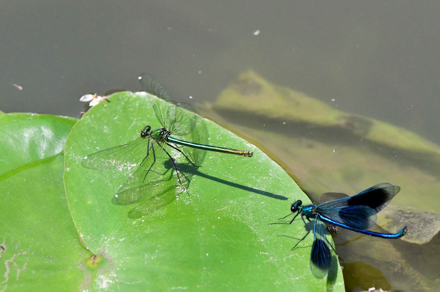 A pair of dragonflies on a leaf

Description automatically generated