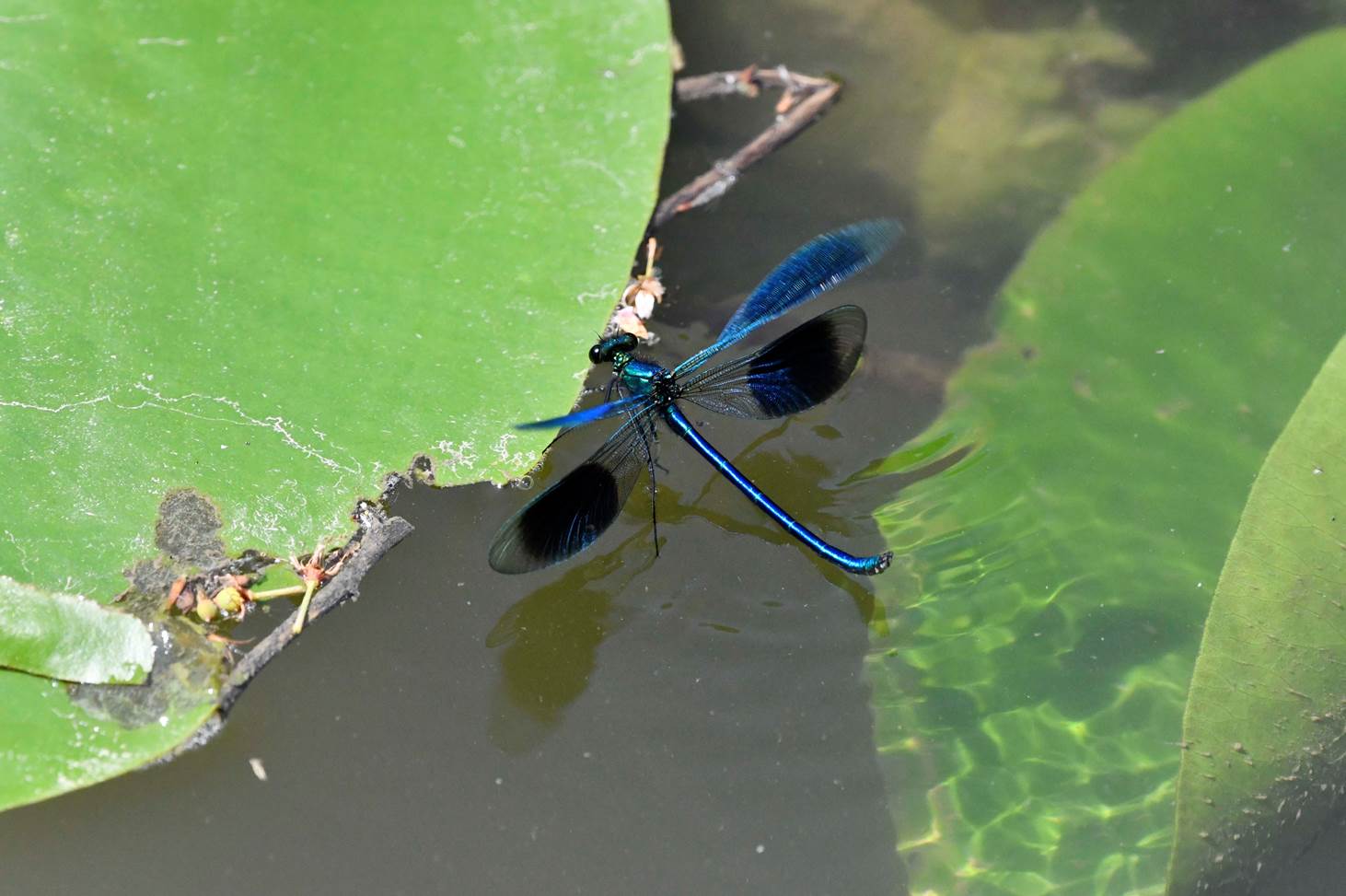 A dragonfly on a lily pad

Description automatically generated