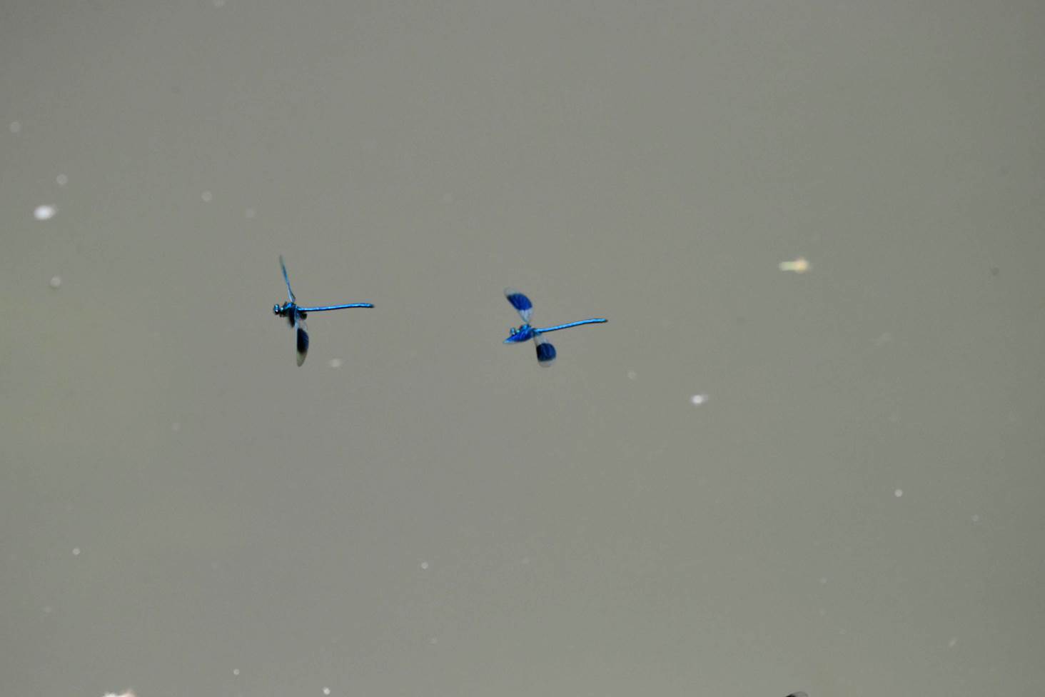 A couple of blue planes flying in the sky

Description automatically generated