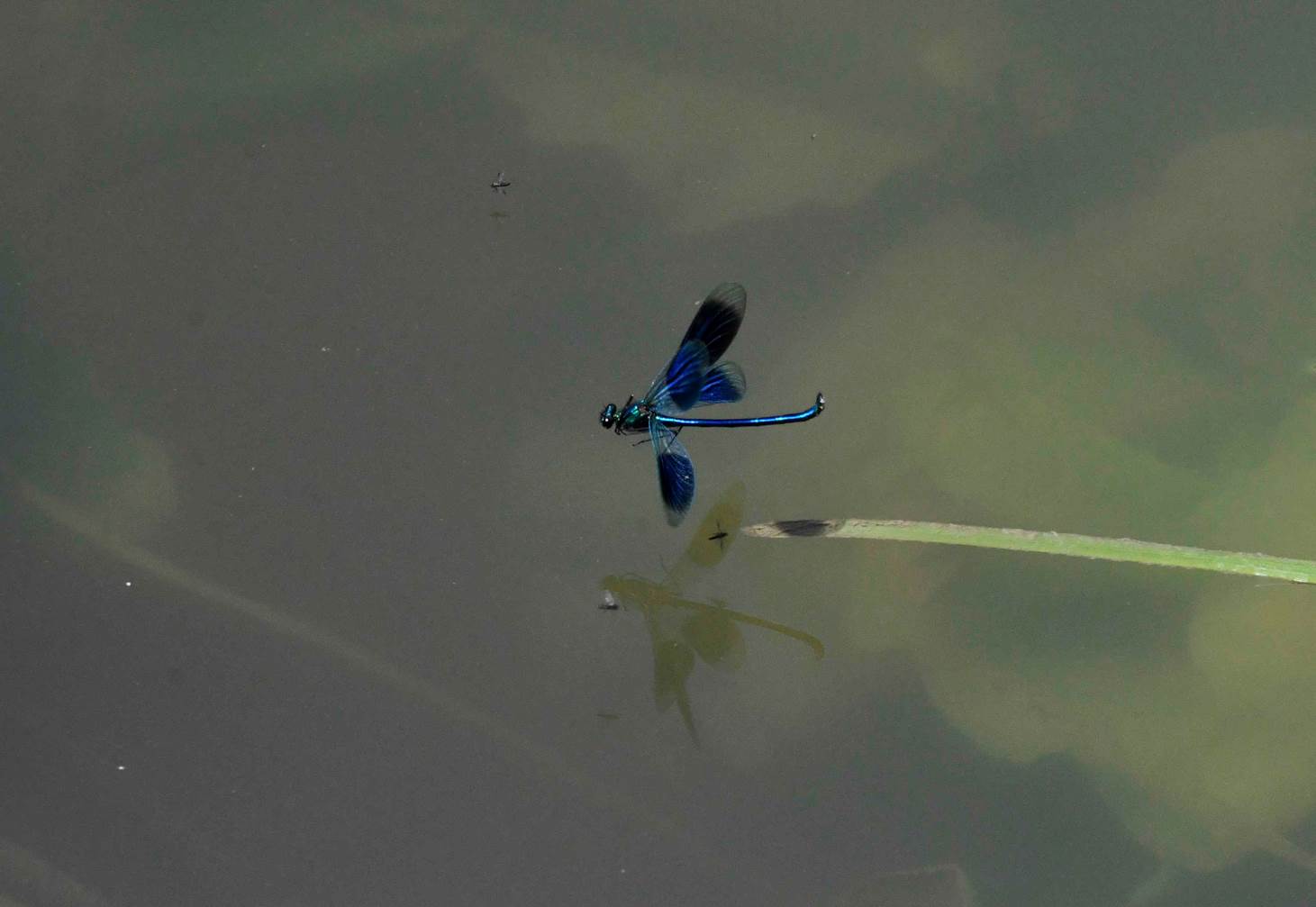 A dragonfly in the water

Description automatically generated