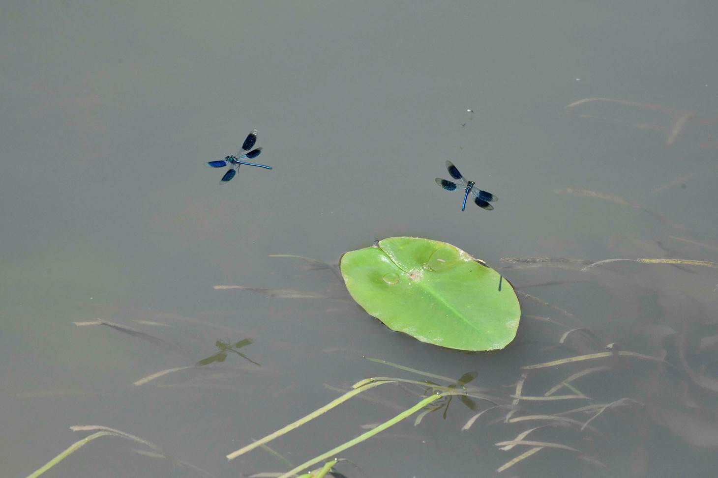 A green leaf in water with dragonflies

Description automatically generated