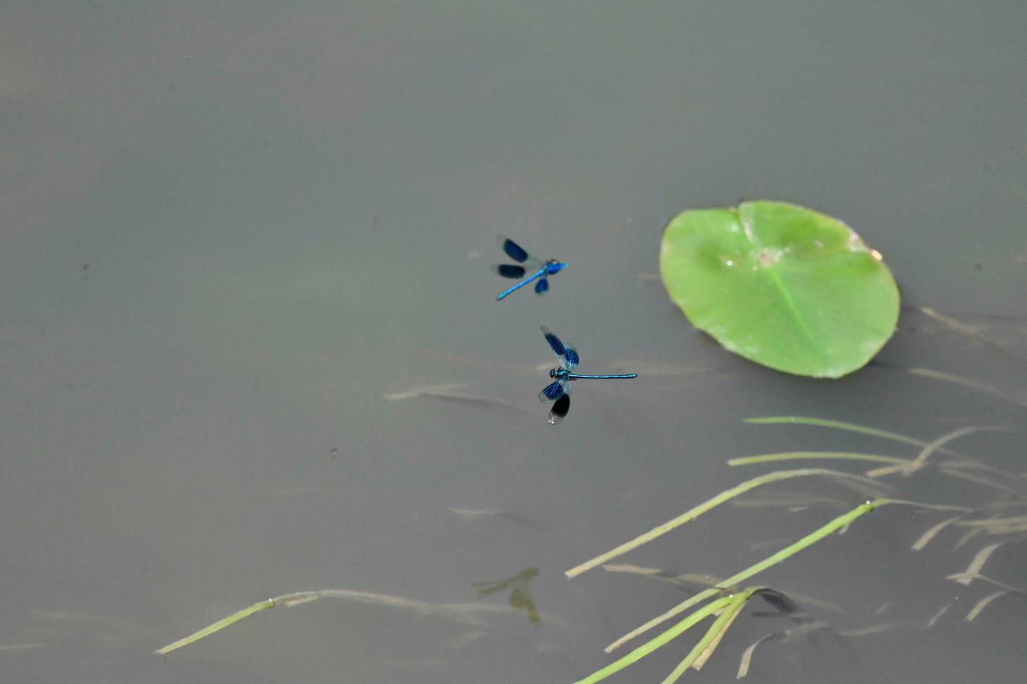 A few dragonflies floating on water

Description automatically generated
