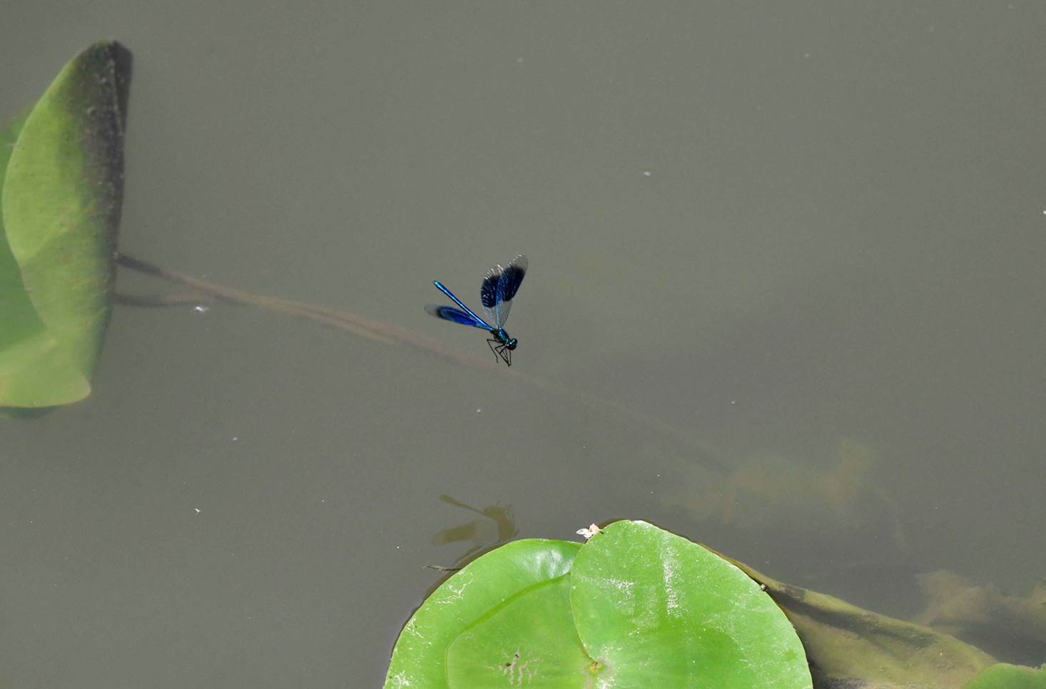 A dragonfly on a line in water

Description automatically generated with medium confidence