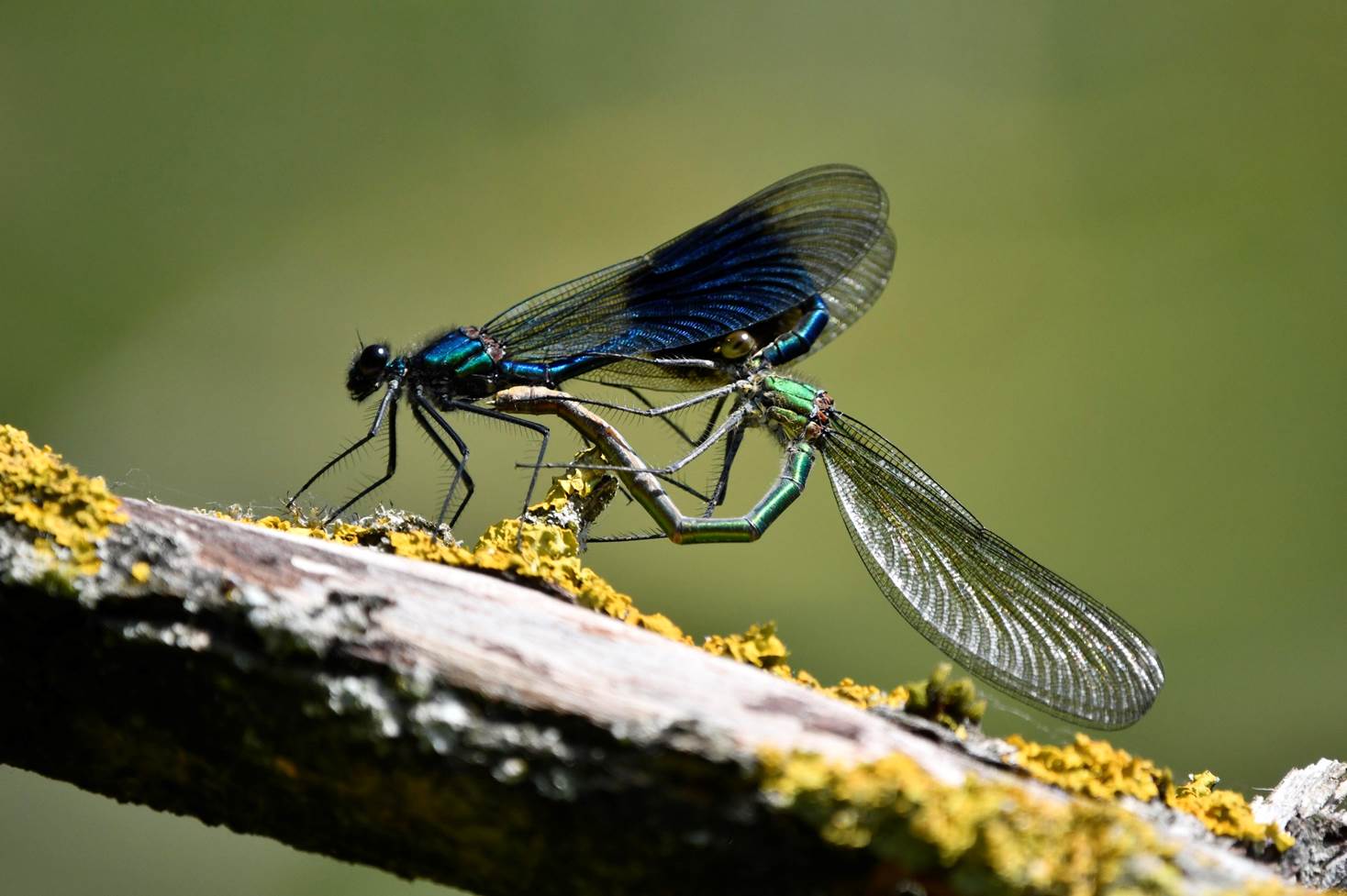 A pair of dragonflies on a branch

Description automatically generated