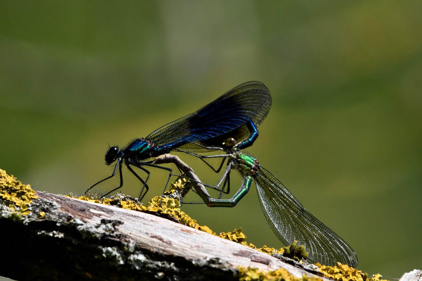 A pair of dragonflies on a branch

Description automatically generated