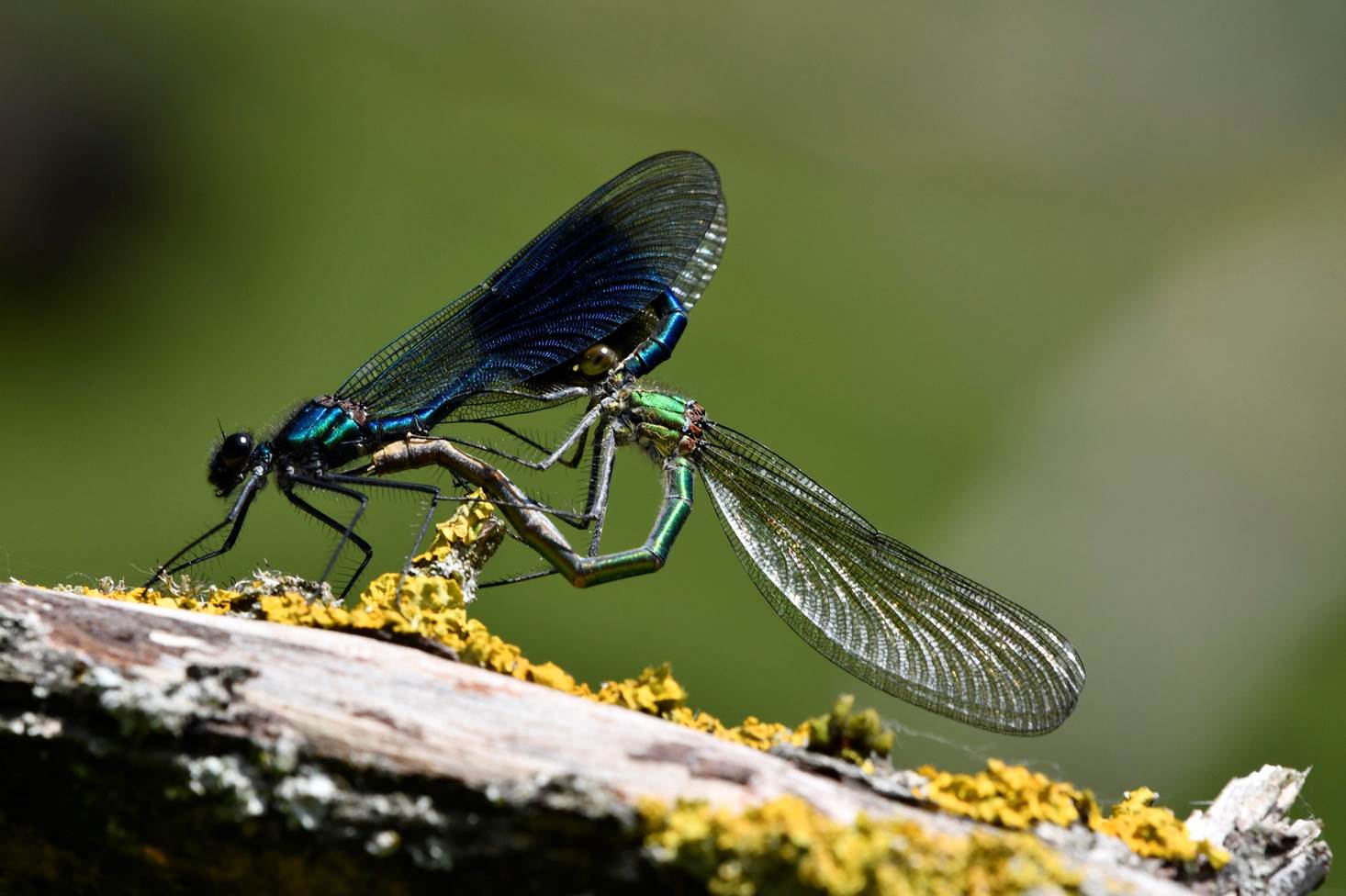 A dragonfly mating on a branch

Description automatically generated