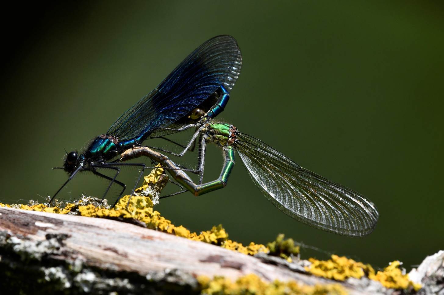 A pair of dragonflies mating on a branch

Description automatically generated
