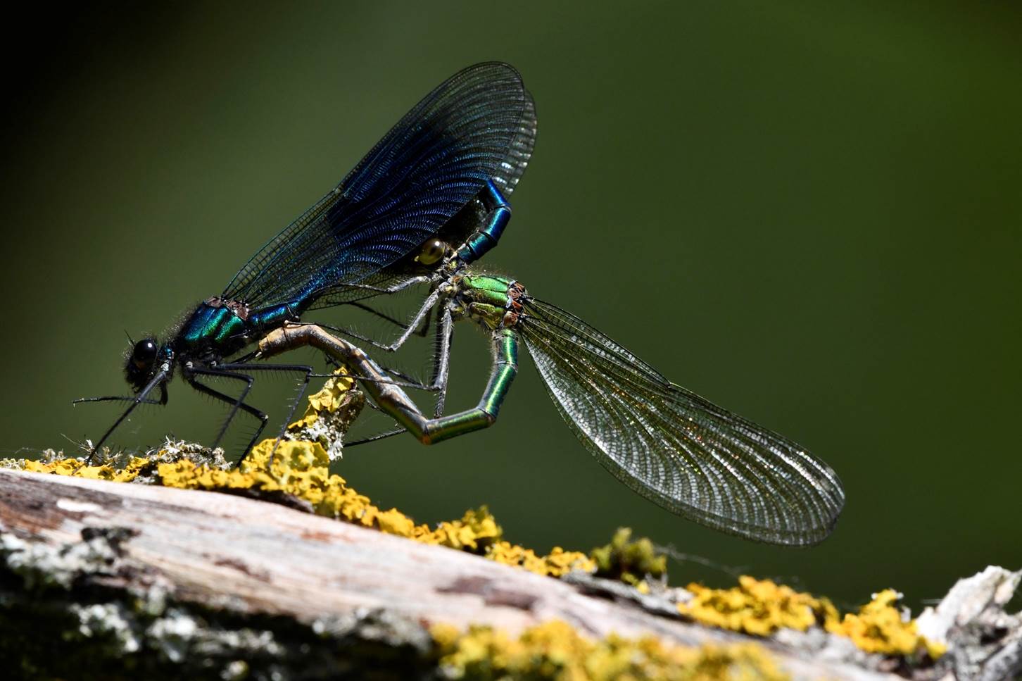 A dragonfly with wings on a branch

Description automatically generated