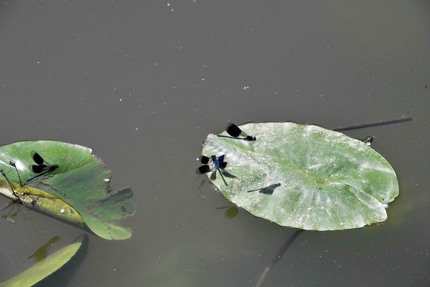 A dragonflies on a lily pad

Description automatically generated
