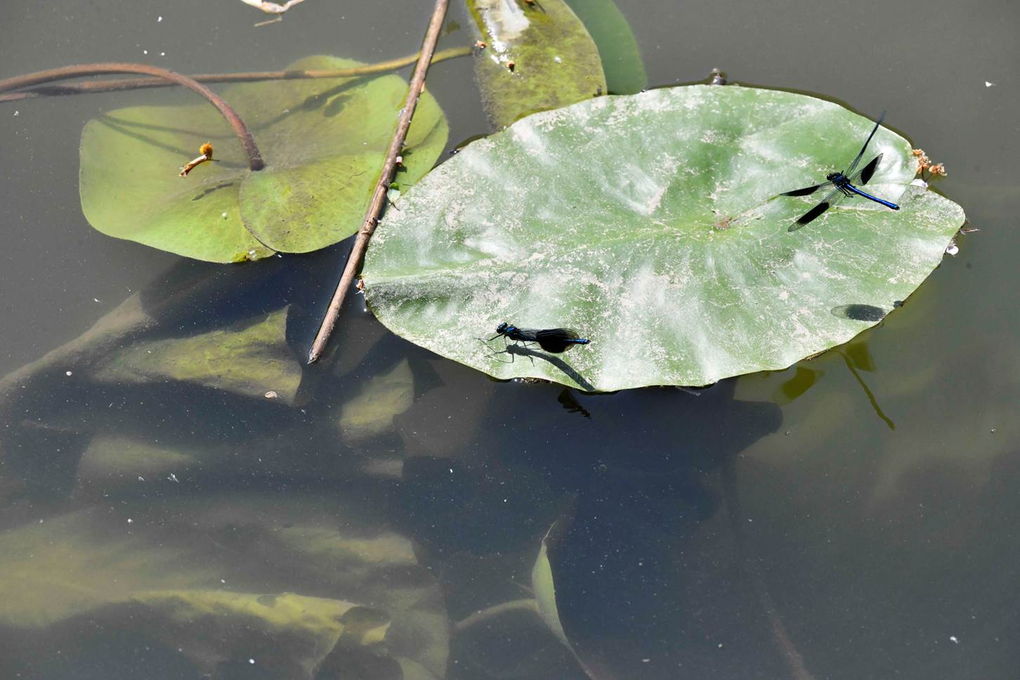 A close-up of a lily pad

Description automatically generated