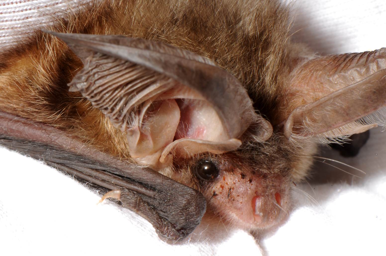 A close-up of a bat

Description automatically generated