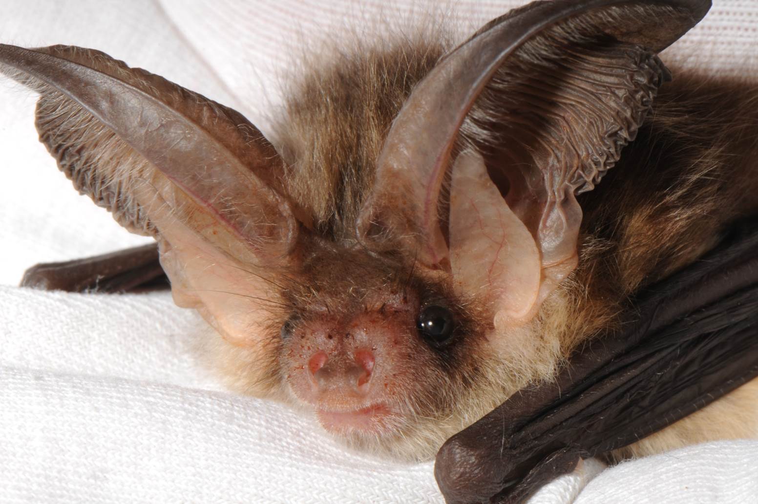 A bat with large ears

Description automatically generated