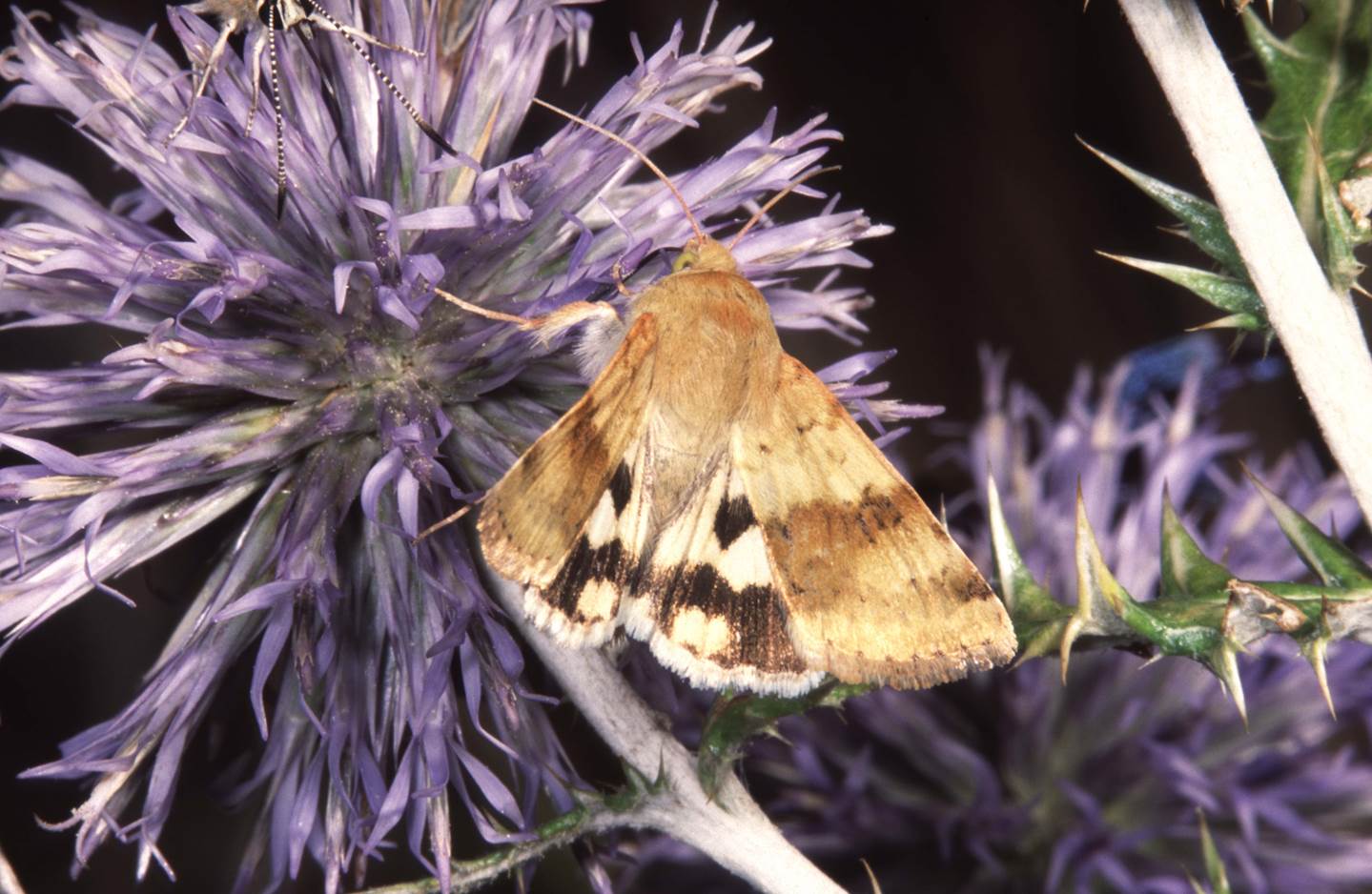 A moth on a flower

Description automatically generated