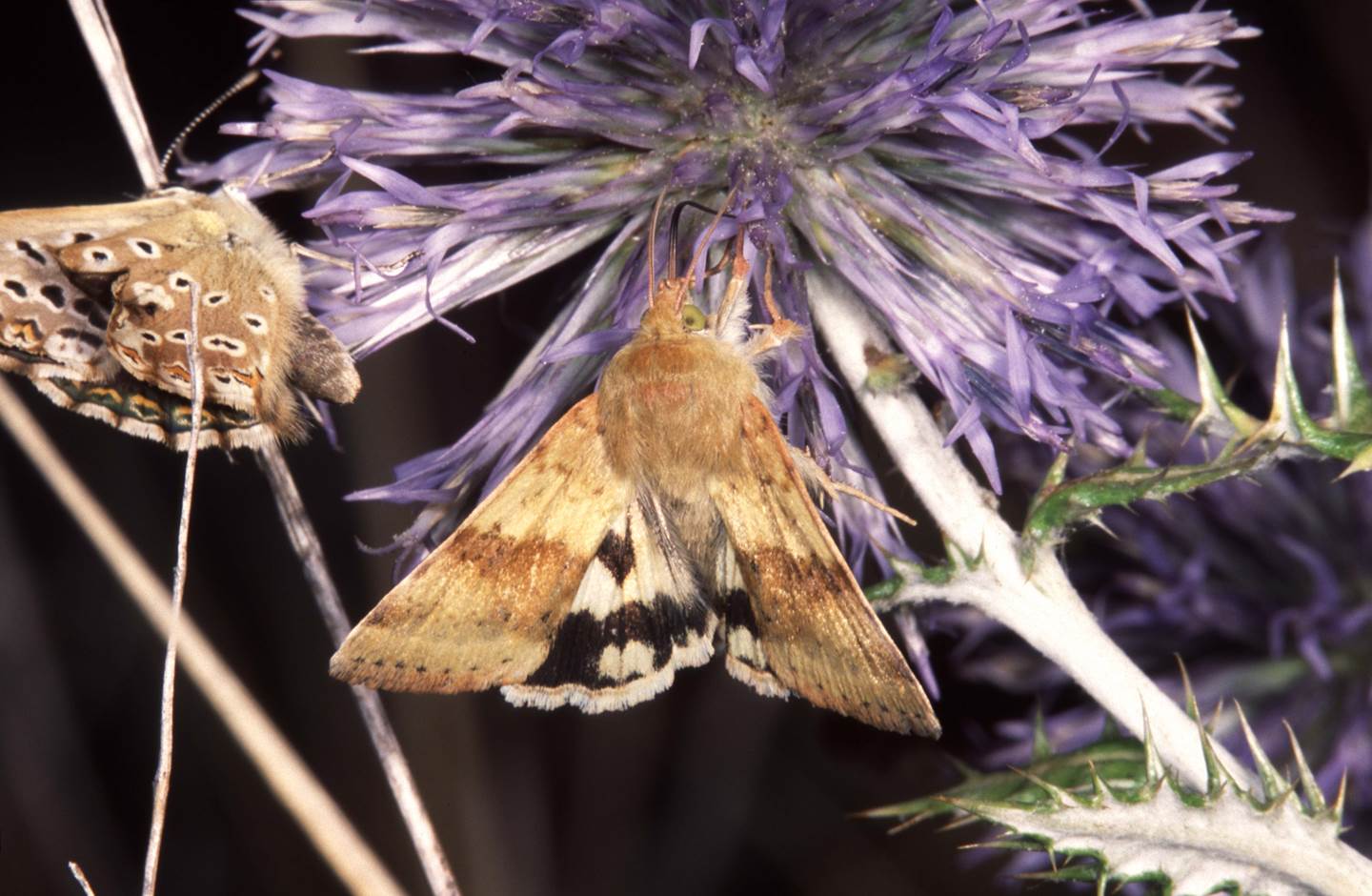 A moth on a flower

Description automatically generated