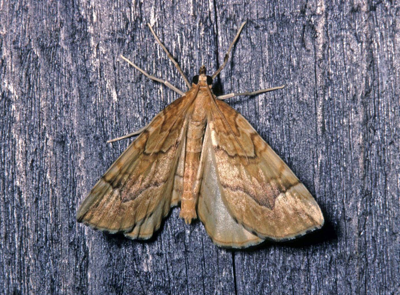 A close-up of a moth

Description automatically generated