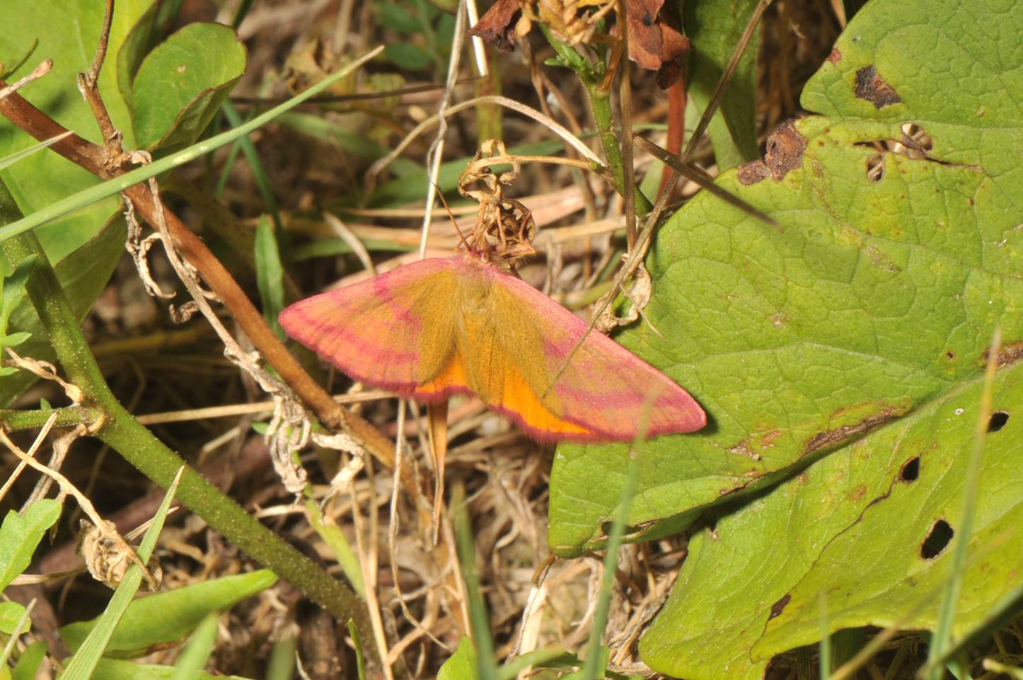 A pink and orange moth on a leaf

Description automatically generated