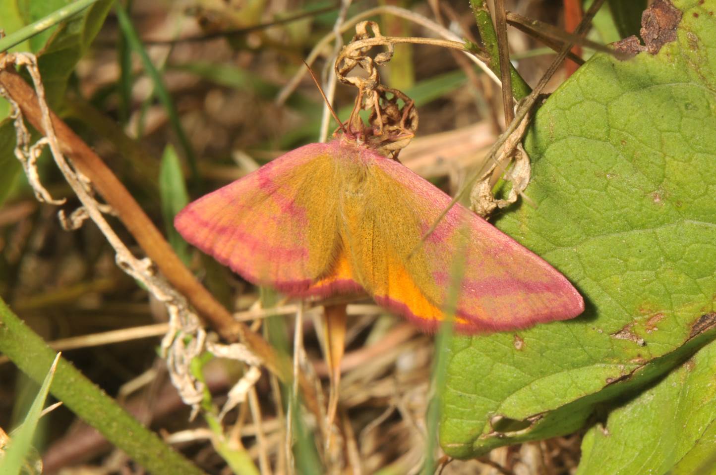 A pink and yellow moth on a leaf

Description automatically generated