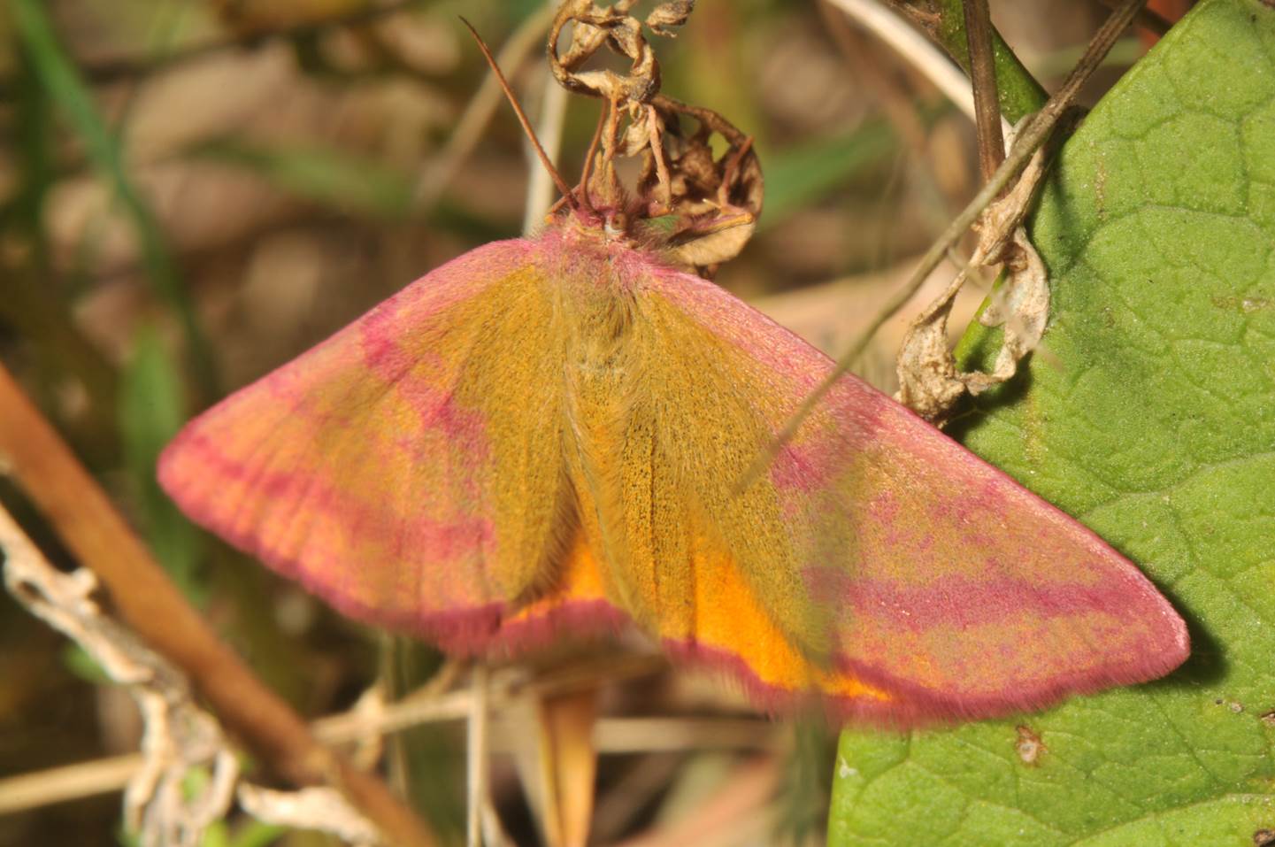 A close up of a moth

Description automatically generated