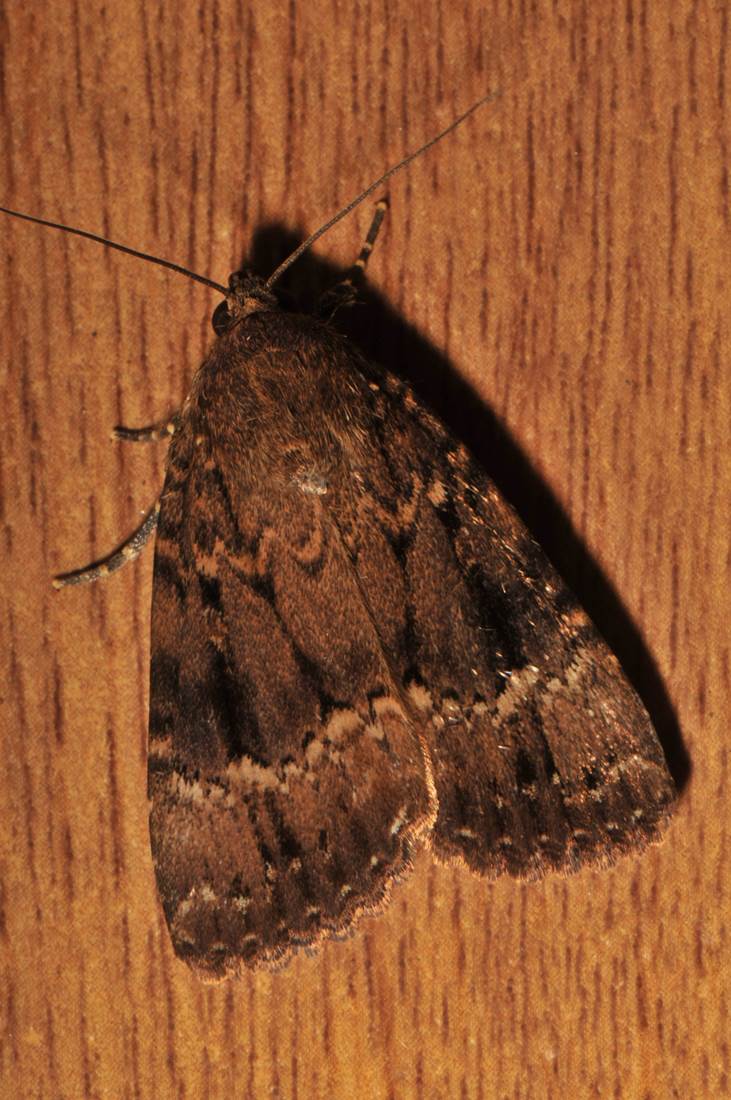 A close-up of a moth

Description automatically generated