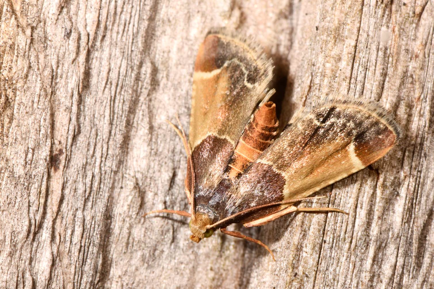 A moth on a wood surface

Description automatically generated with low confidence