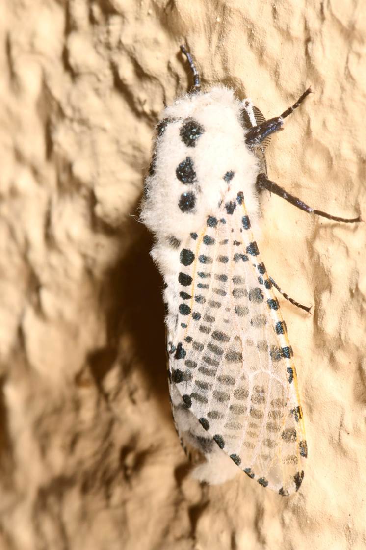 A white and black moth on a wall

Description automatically generated
