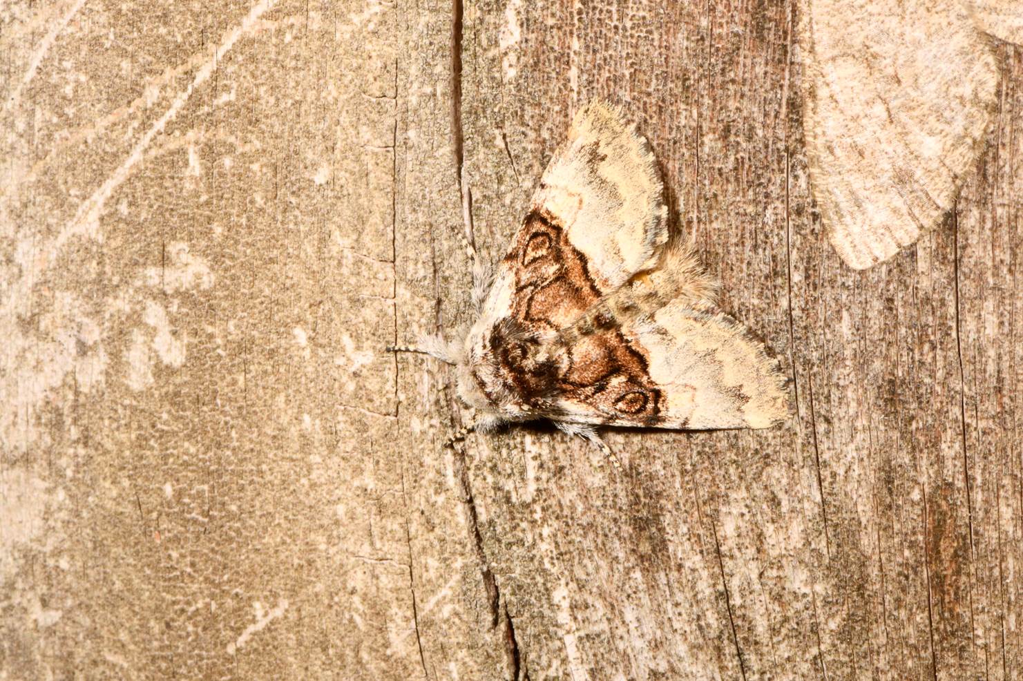 A moth on a tree

Description automatically generated