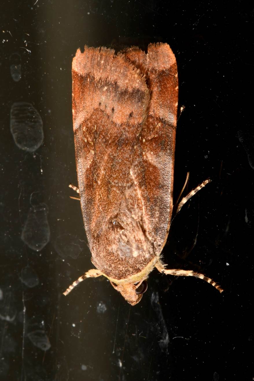 A brown moth on a black surface

Description automatically generated