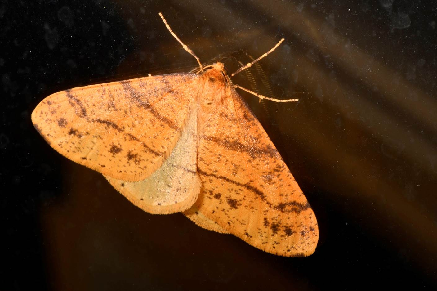 A moth with black spots on it

Description automatically generated