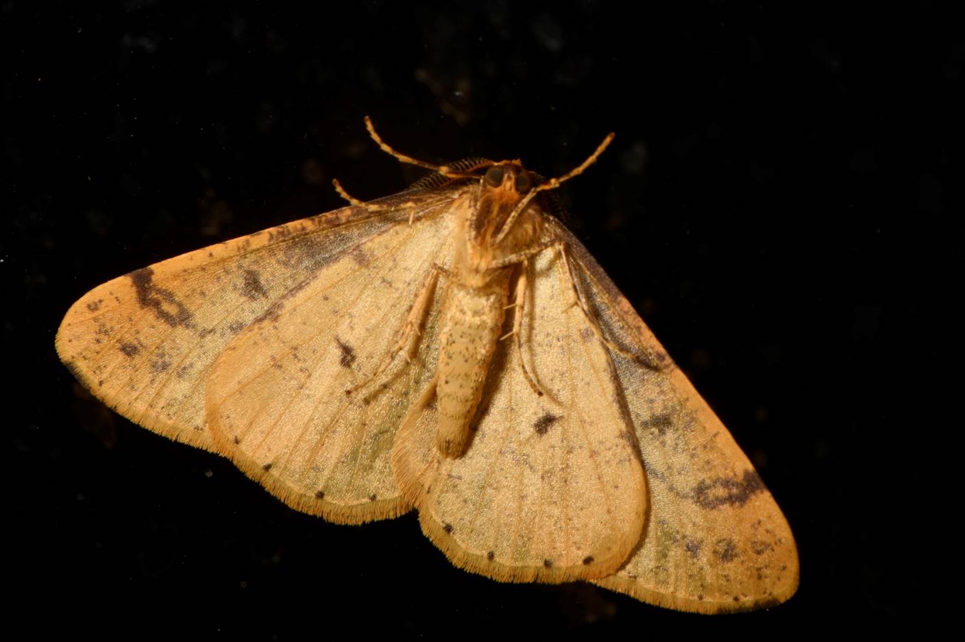 A moth with wings spread out

Description automatically generated