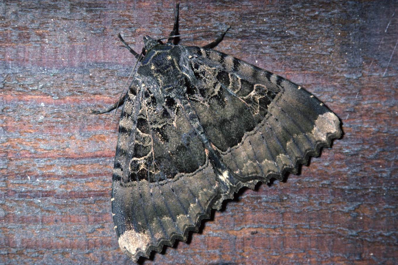 A moth on a wood surface

Description automatically generated