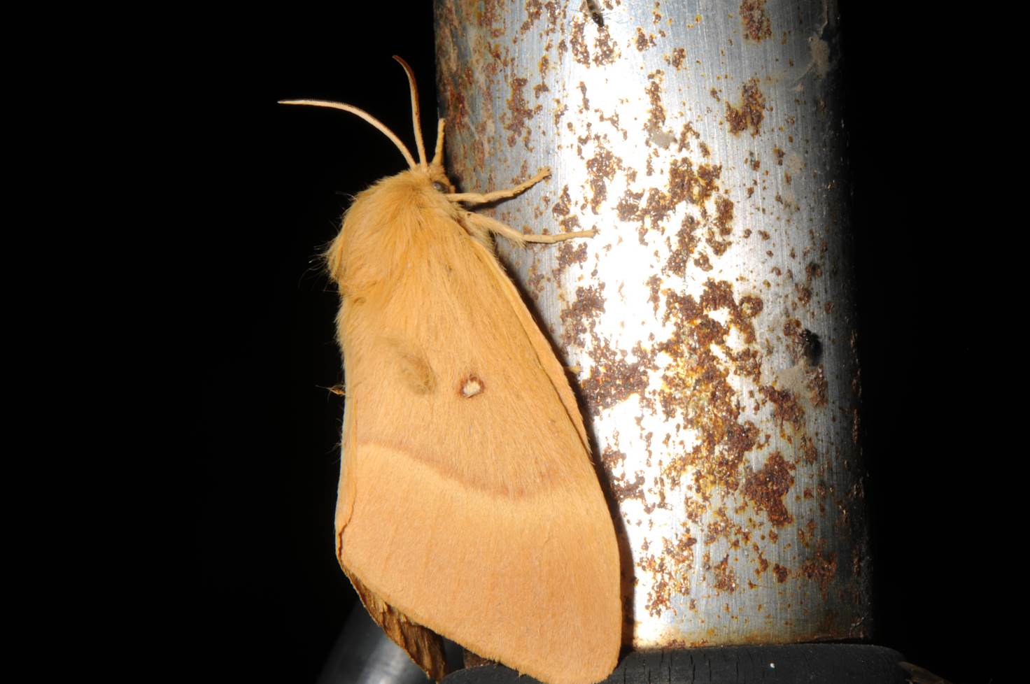 A moth on a metal pole

Description automatically generated