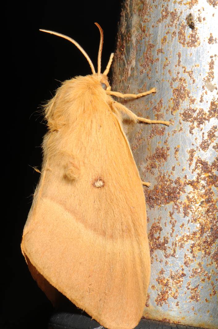 A moth on a metal pole

Description automatically generated