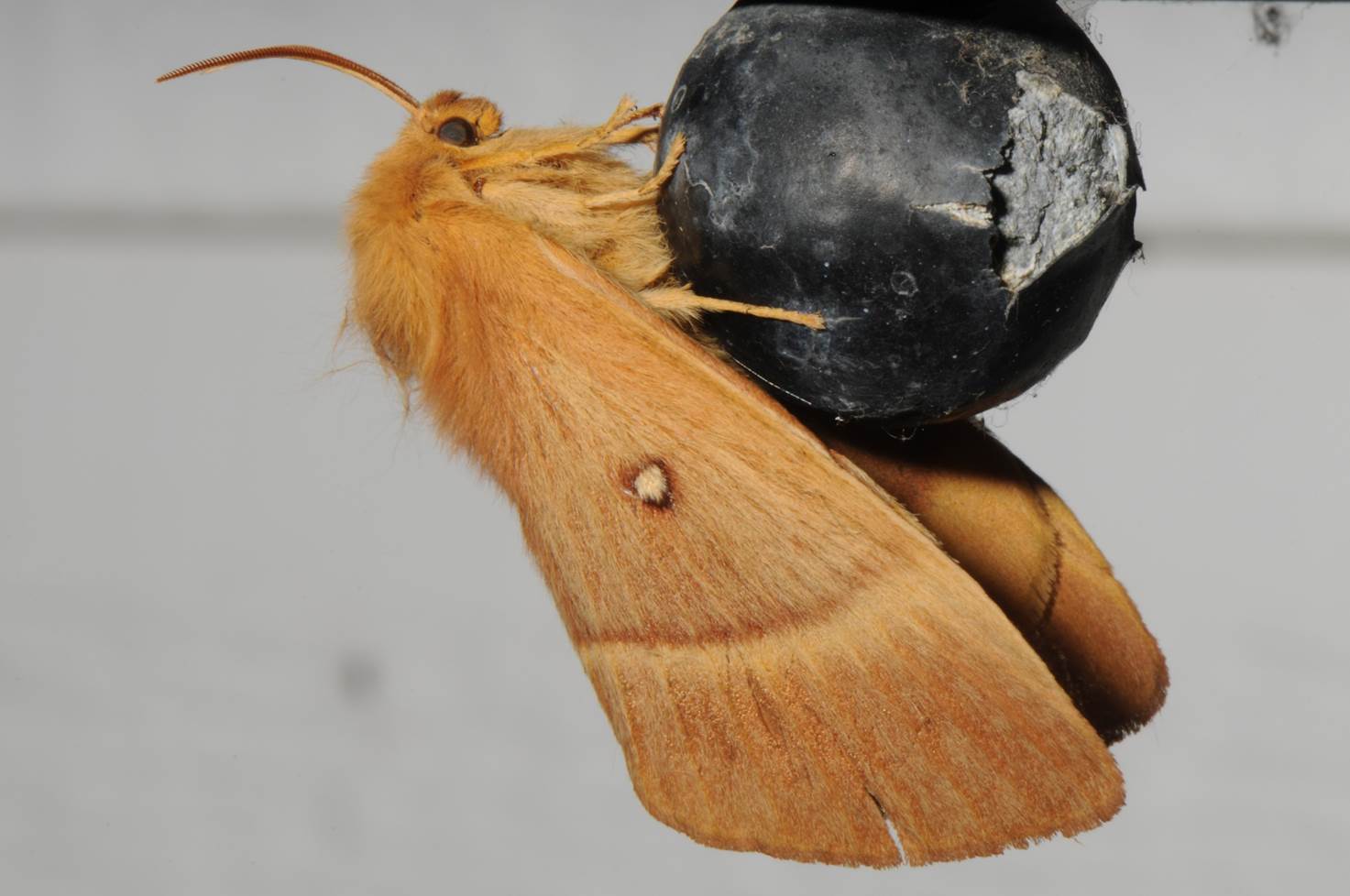 A moth on a black object

Description automatically generated