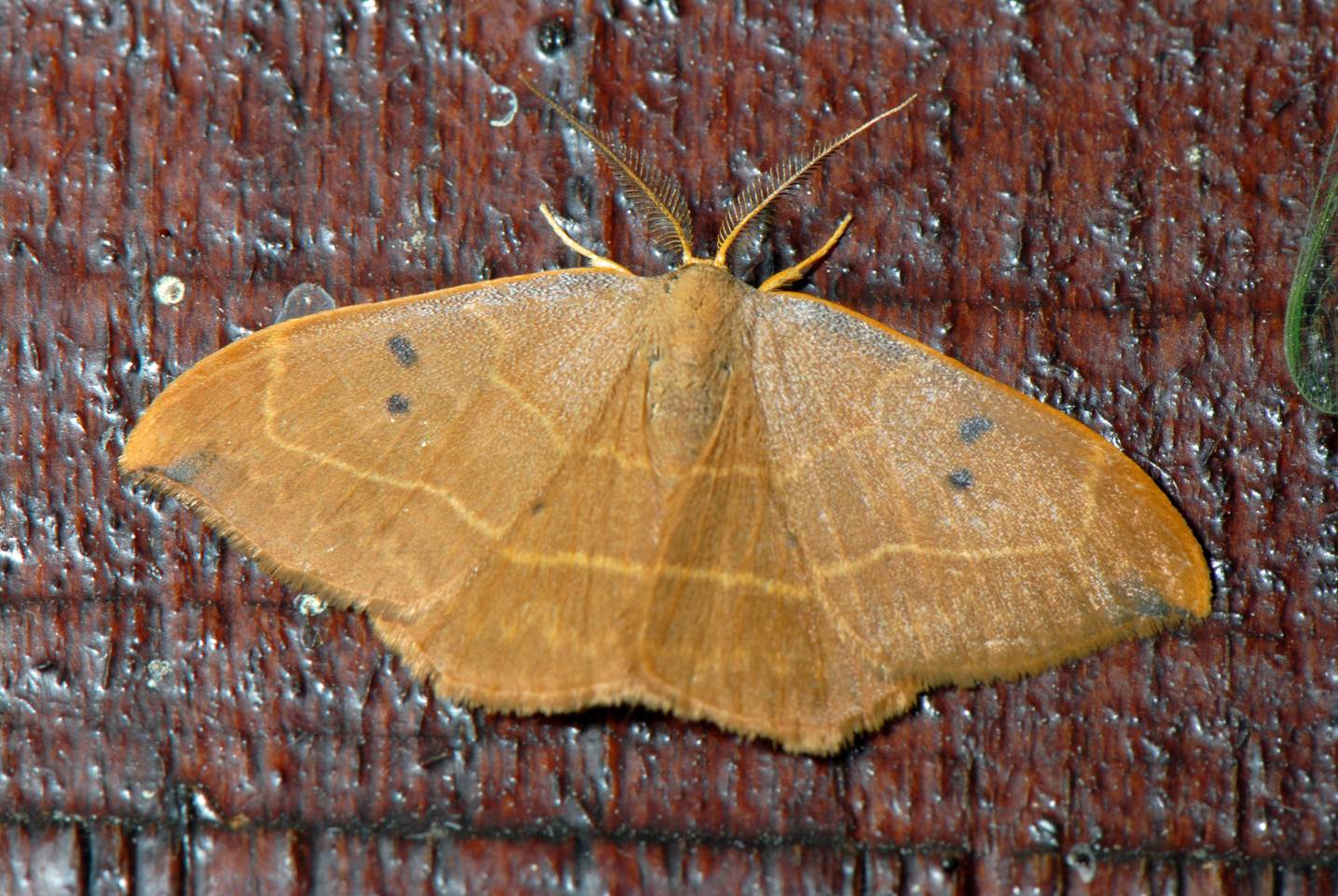 A moth on a wood surface

Description automatically generated