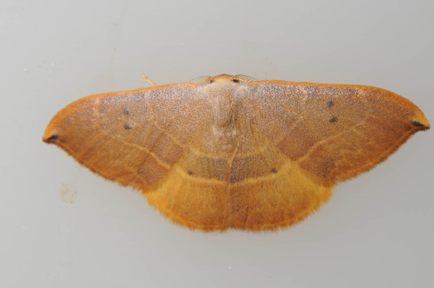A close up of a moth

Description automatically generated