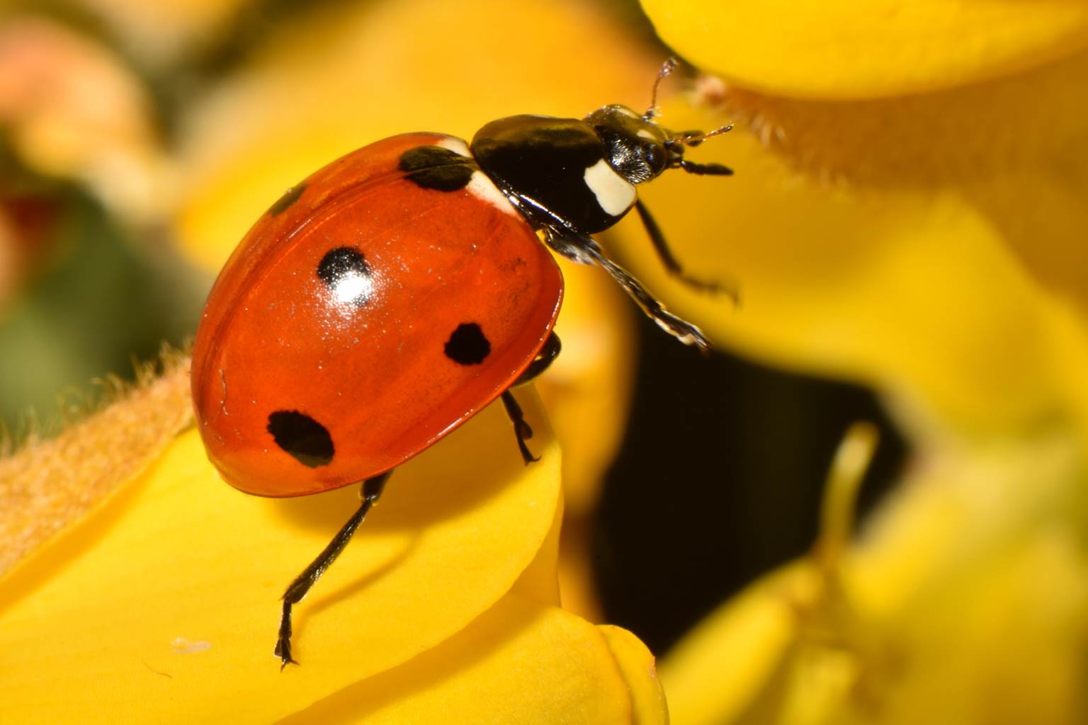A small insect on a flower

Description automatically generated